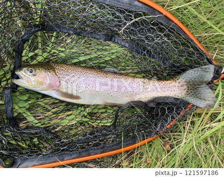 ニジマス 121597186