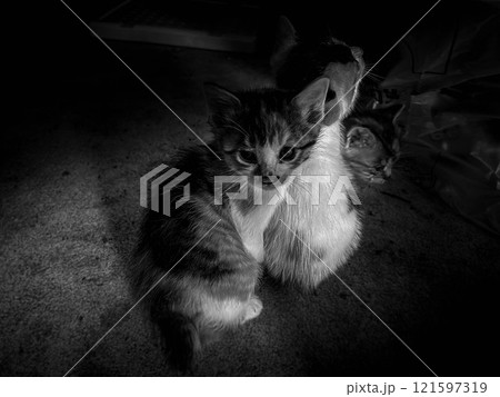 寄りそう3匹の子猫～モノクローム～ 121597319