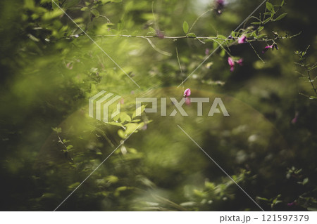 茂みの中のかわいい花 121597379
