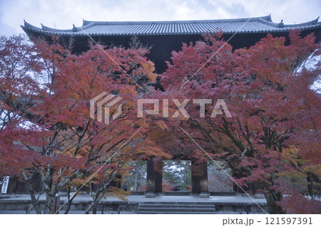 参道から望む真っ赤に色づいた紅葉と山門17 121597391