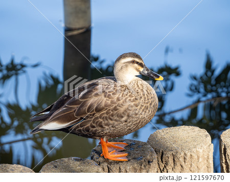 池の淵に立つカルガモ 121597670
