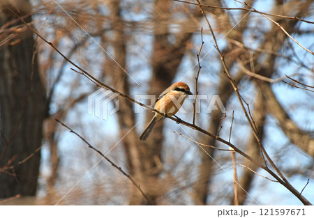 鳥（モズ） 121597671