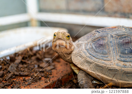 セマルハコガメのアップ 121597888