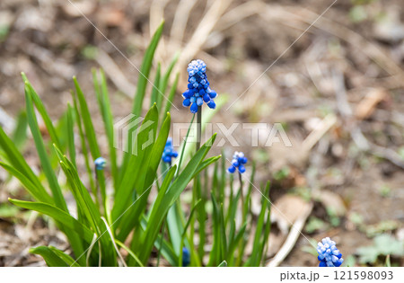Close-up of blooming grape hyacinth (Muscari) with vibrant blue flowers in a garden setting. Member of the Asparagaceae family, commonly used as ornamental groundcover Close-up of blooming grape hyacinth (Muscari) with vibrant blue flowers in a garden setting. Member of the Asparagaceae family, commonly used as ornamental groundcover 121598093