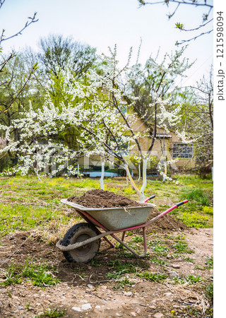 A wheelbarrow with soil and manure for fertilizing garden beds in spring. Blooming cherry or plum tree in the background. Represents gardening work and beginnings A wheelbarrow with soil and manure for fertilizing garden beds in spring. Blooming cherry or plum tree in the background. Represents gardening work and beginnings 121598094
