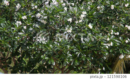 Frangipani tree or plumeria tree with full of white flower in the backyard. 121598106