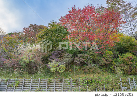 茶臼山高原の第1駐車場から見た色付き始めの紅葉の風景(愛知県) 茶臼山高原の第1駐車場から見た色付き始めの紅葉の風景(愛知県) 121599202