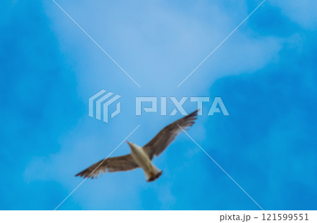 Blurry shot of seagull with wings wide open against almost cloudless sky as abstract symbol of free man who risked everything, put everything on the line and won freedom for himself and bright future Blurry shot of seagull with wings wide open against almost cloudless sky as abstract symbol of free man who risked everything, put everything on the line and won freedom for himself and bright future 121599551