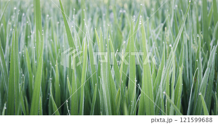 Water drops on green rice leaves Water drops on green rice leaves 121599688