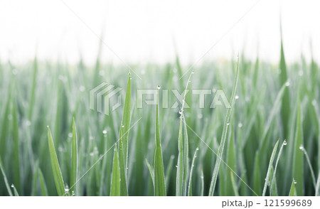 Water drops on green rice leaves Water drops on green rice leaves 121599689