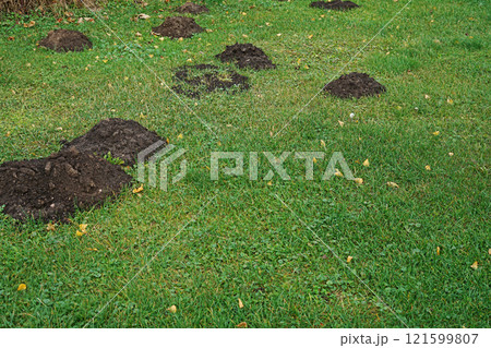 Mole hills on green grass, in the park. Mole hills on green grass, in the park. 121599807
