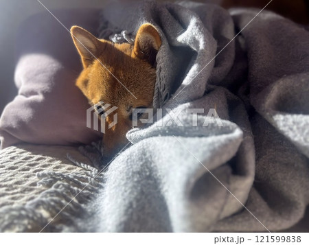 Cute red Shiba inu dog Cute red Shiba inu dog 121599838