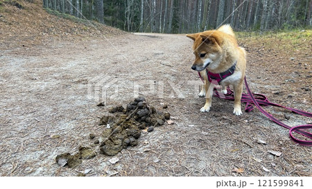 Black and tan dog, Japanese Shiba Inu breed dog peeing in sunny summer forest or park in Finland Black and tan dog, Japanese Shiba Inu breed dog peeing in sunny summer forest or park in Finland 121599841