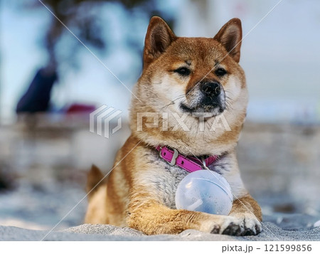 Cute red Shiba inu dog is sleeping on the bed in the bedroom 121599856
