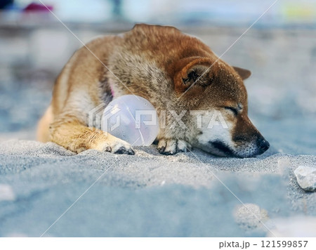 Cute red Shiba inu dog is sleeping on the bed in the bedroom 121599857
