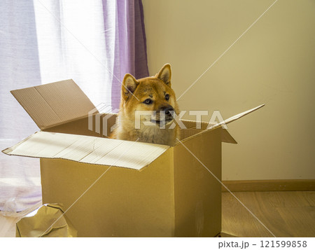 Dog Shiba Inu sitting in a cardboard box  121599858