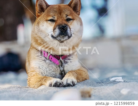 Cute red Shiba inu dog is sleeping on the bed in the bedroom 121599859