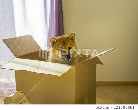 Dog Shiba Inu sitting in a cardboard box Dog Shiba Inu sitting in a cardboard box 121599861