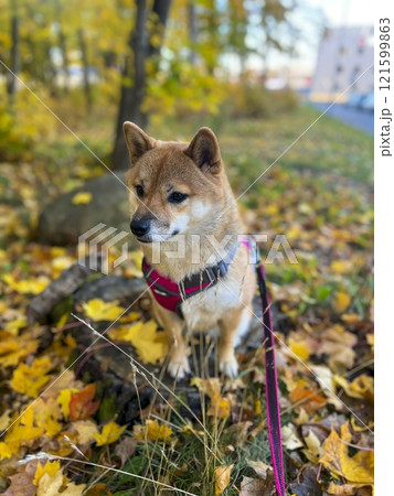 Cute red Shiba inu dog  121599863