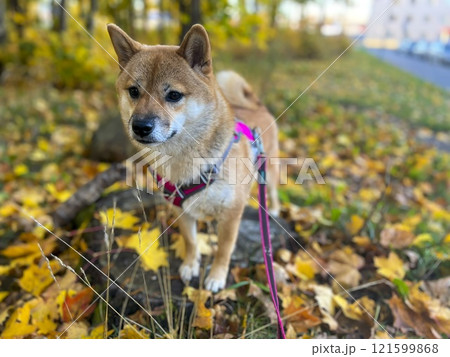 Cute red Shiba inu dog  121599868