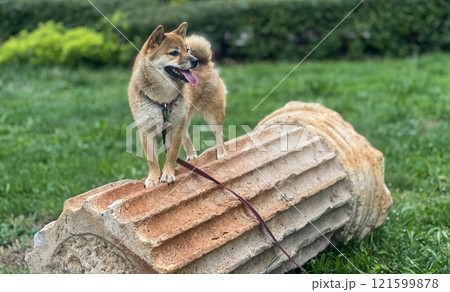 Cute red Shiba inu dog is sleeping on the bed in the bedroom Cute red Shiba inu dog is sleeping on the bed in the bedroom 121599878