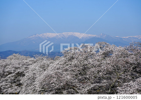 満開の桜と残雪残る蔵王 満開の桜と残雪残る蔵王 121600005