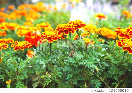 花菜ガーデンのマリーゴールド 花菜ガーデンのマリーゴールド 121600016