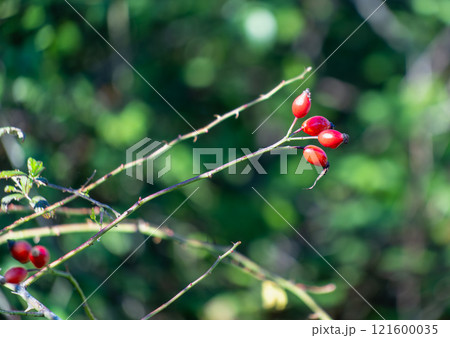 Vibrant Red Rose Hips on a Green Branch. Vibrant Red Rose Hips on a Green Branch. 121600035
