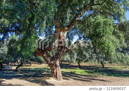 Cork Oak Tree in Iberian Pig Farm, Sierra de Aracena, Spain. Cork Oak Tree in Iberian Pig Farm, Sierra de Aracena, Spain. 121600037