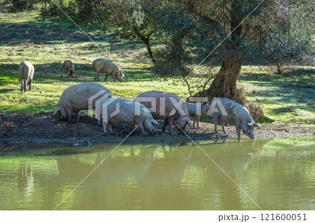 Iberian Pigs Drinking at a Pond, Sierra de Aracena. Iberian Pigs Drinking at a Pond, Sierra de Aracena. 121600051