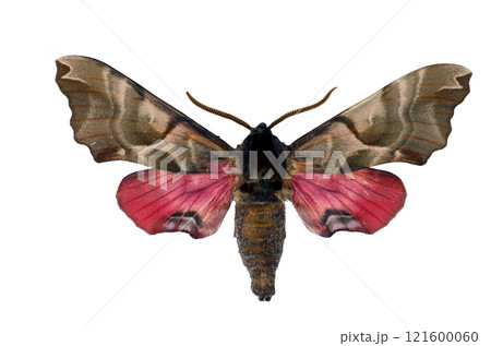 A hawk moth Smerinthus kindermannii displays its striking wings with pink and brown patterns while resting. Its intricate design showcases nature\'s beauty. A hawk moth Smerinthus kindermannii displays its striking wings with pink and brown patterns while resting. Its intricate design showcases nature\'s beauty. 121600060