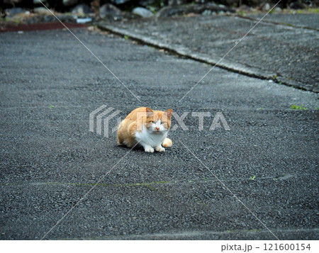 警戒している猫 121600154