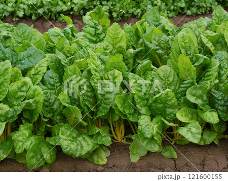スイスチャードの栽培 スイスチャードの栽培 121600155