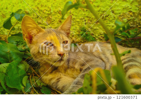 Bright gray-gold cat rests lying on sidewalk with open eyes, knowing that at this time of day you can easily relax in this place full height. Relaxing of stray animals in urban environment 121600371