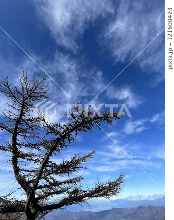 木と空 木と空 121600423