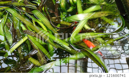 Vibrant aquatic greenery with red fish. 121600741