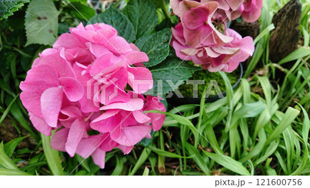 Bright pink and purple hydrangeas in lush garden Bright pink and purple hydrangeas in lush garden 121600756