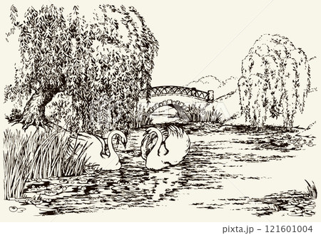 Vector drawing. Two swans in the park lake. 121601004
