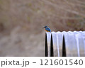 とまるカワセミ 121601540