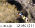 枝にとまるカワセミ 121601544