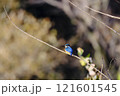 枝にとまるカワセミ 121601545