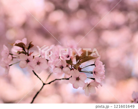 4月に咲いたピンク色でかわいいサクラの花「仙台屋（センダイヤ）」 121601649