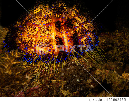 A beautiful blue and red radiant Fire Urchin or Astropyga radiata at a tropical reef in Philippines 121602426