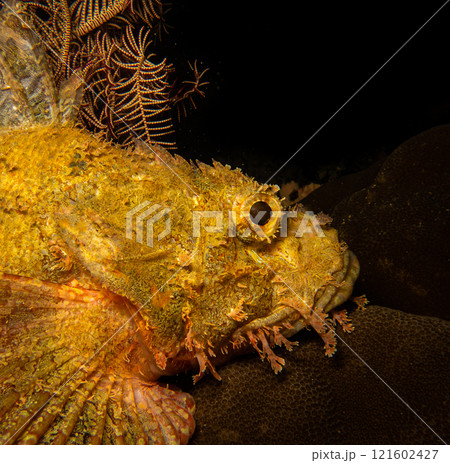 A closeup shot of the head of a scorpionfish, found at a Puerto Galera wreck dive in the Philippines A closeup shot of the head of a scorpionfish, found at a Puerto Galera wreck dive in the Philippines 121602427