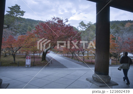 南禅寺　山門から望む境内の真っ赤なモミジ3 121602439