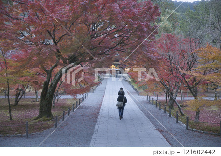 南禅寺 参道を彩る紅葉と法堂7 南禅寺 参道を彩る紅葉と法堂7 121602442