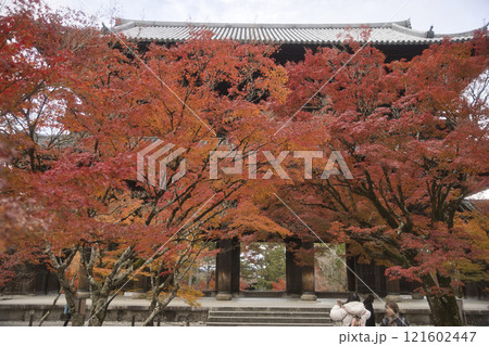 南禅寺 山門を望む境内の真っ赤なモミジ20 南禅寺 山門を望む境内の真っ赤なモミジ20 121602447
