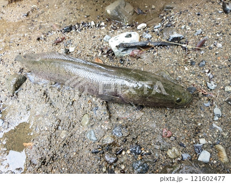 カルムチートや雷魚と言われ食用にもなる魚 121602477