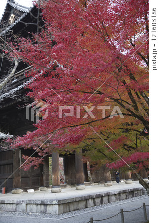 南禅寺 境内のグラデーションが綺麗なモミジと山門4 南禅寺 境内のグラデーションが綺麗なモミジと山門4 121603186