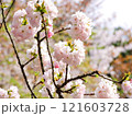 春の美しい八重桜 121603728